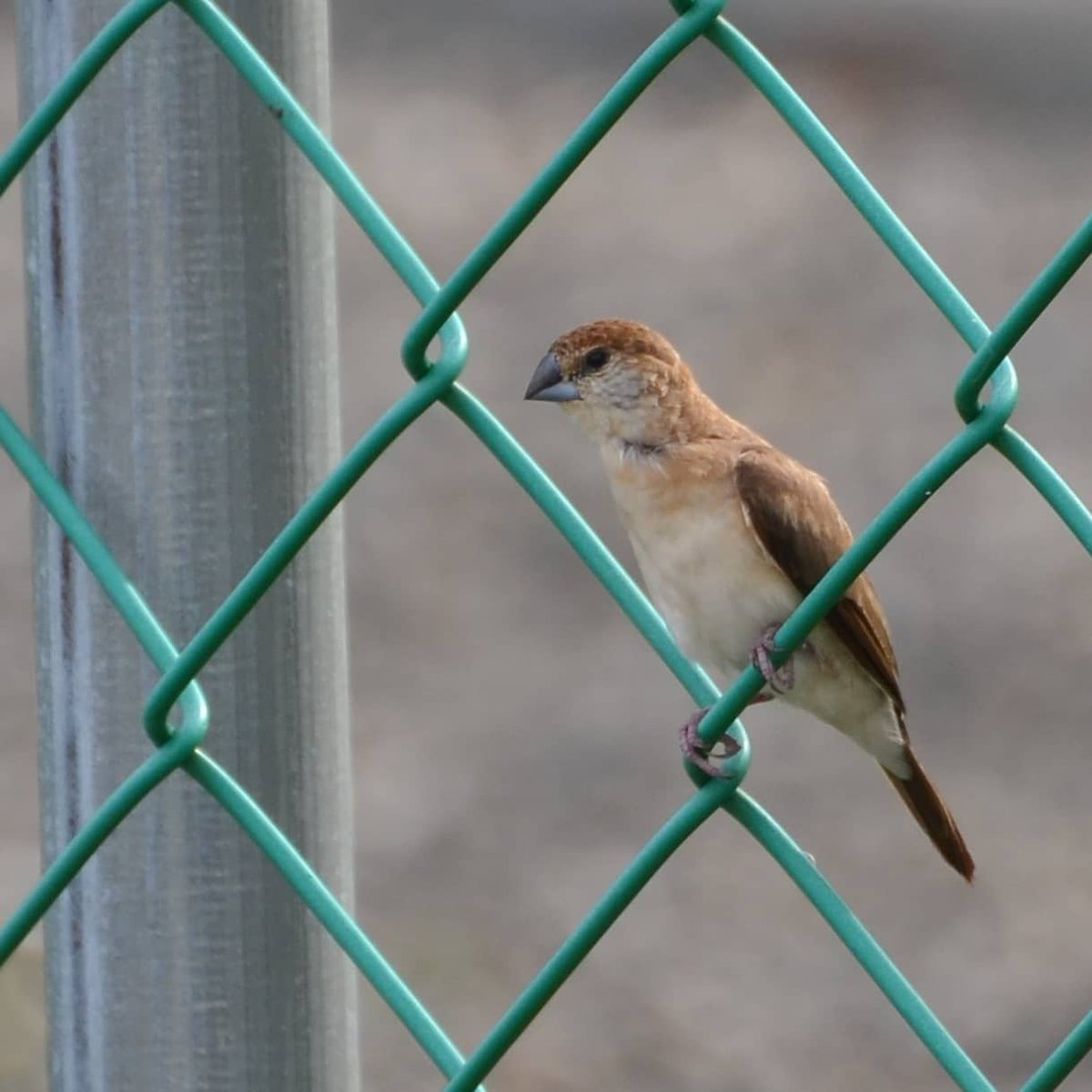 _ttodxx's tweet photo. 7/3 海豐
白喉文鳥 Indian Silverbill ギンバシ
#鳥 #野鳥 #野鳥観察 #野鳥撮影 #bird #animal #動物 #屏東 #臺灣 #taiwan #pingtung
#IndianSilverbill #外來種 #白喉文鳥 #ギンバシ https://t.co/xI5FhrZlj5