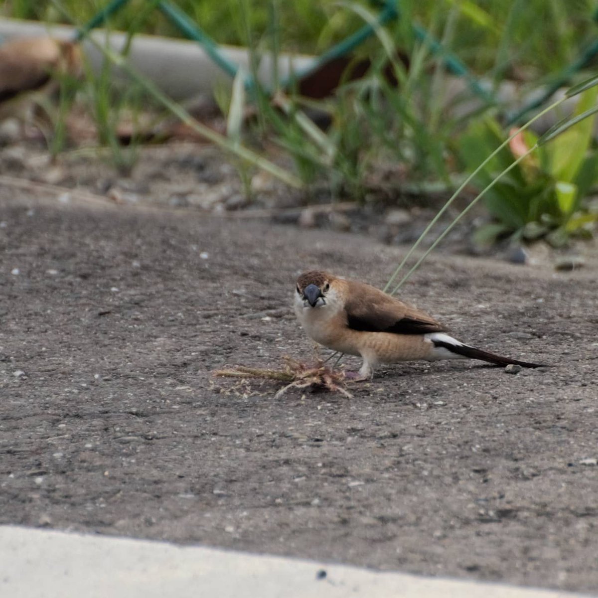 _ttodxx's tweet photo. 7/3 海豐
白喉文鳥 Indian Silverbill ギンバシ
#鳥 #野鳥 #野鳥観察 #野鳥撮影 #bird #animal #動物 #屏東 #臺灣 #taiwan #pingtung
#IndianSilverbill #外來種 #白喉文鳥 #ギンバシ https://t.co/xI5FhrZlj5