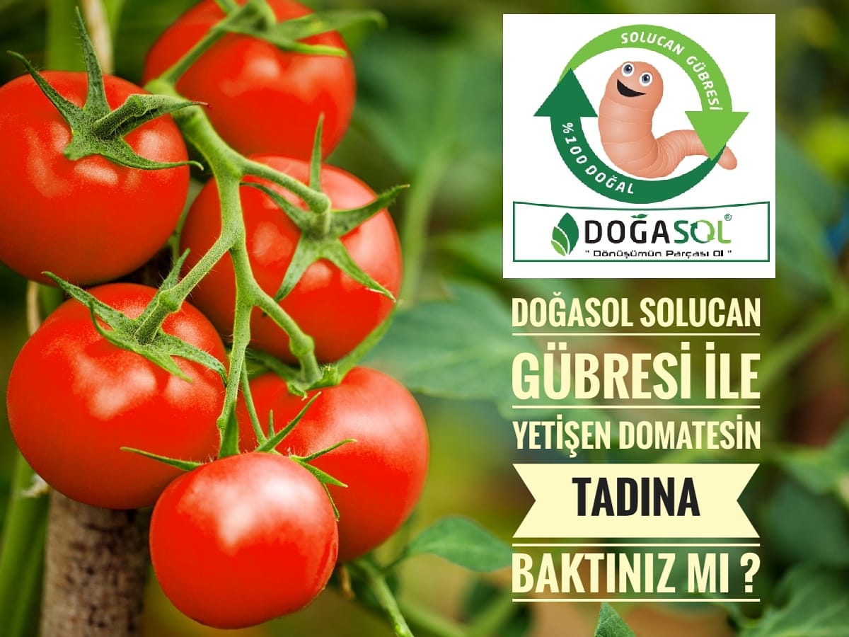 #salı Doğasol ile yetişen domatesin tadına baktınız mı?
#organik #zehiryok