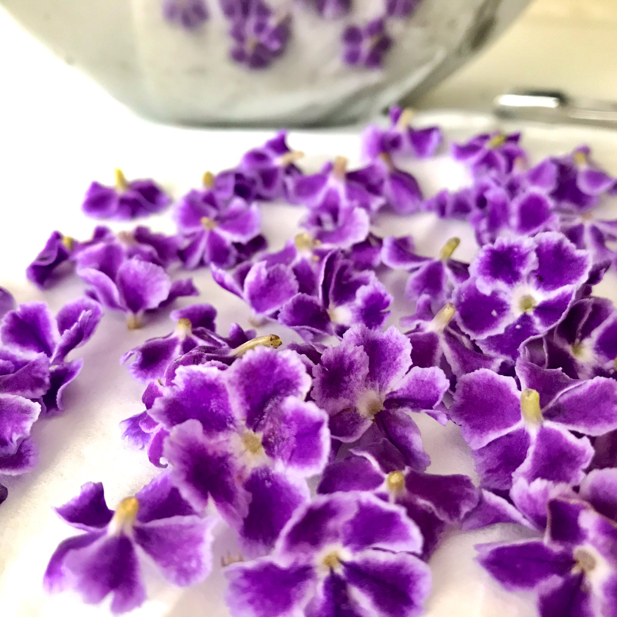 押し花サロン スイートアリッサム 今日はこの デュランタ宝塚 のお花を押しました 宝塚 と名付けられたのはタカラジェンヌが袴を着た時の印象とデュランタの花の印象が似ているからだそうです キリッとした色合いがかっこいいですネ 名前も素敵 押し花サロン スイートアリッサム 今日はこの デュランタ宝塚 のお花を押しました 宝塚 と名付けられたのはタカラジェンヌが袴を着た時の印象とデュランタの花の印象が似ているからだそうです キリッとした色合いがかっこいいですネ 名前も素敵