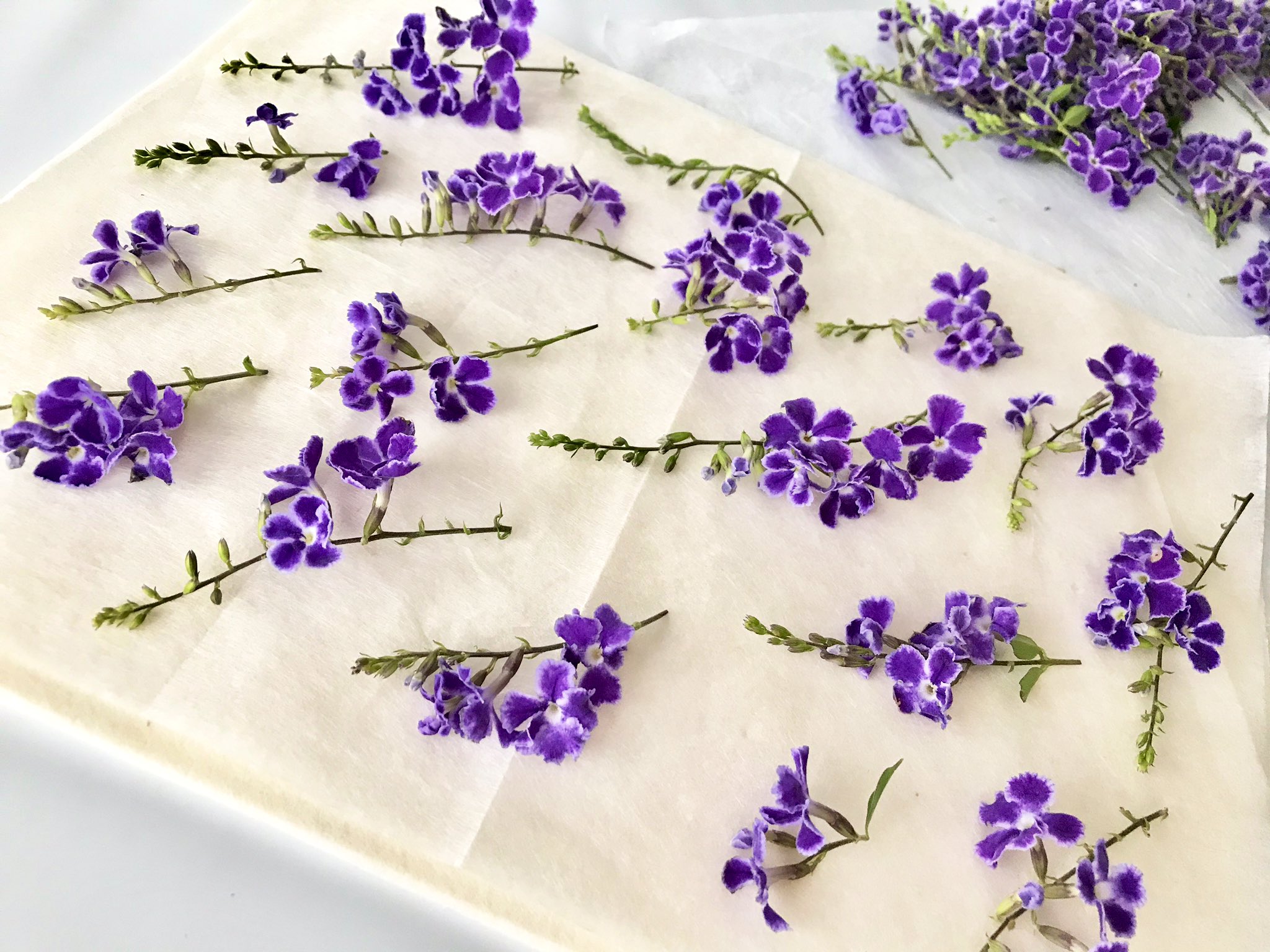押し花サロン スイートアリッサム 今日はこの デュランタ宝塚 のお花を押しました 宝塚 と名付けられたのはタカラジェンヌが袴を着た時の印象とデュランタの花の印象が似ているからだそうです キリッとした色合いがかっこいいですネ 名前も素敵