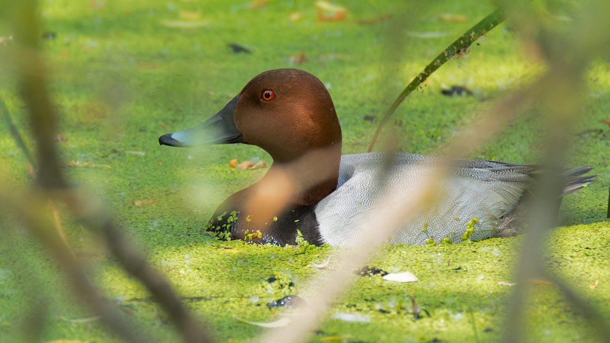 Nesli Tehlike Altındaki Kuşlar Vurulmasın! #AmanAvcıVurmaBeni #YaşasınKuşlar  Kampanyaya imza ver! chng.it/fMG5KPn6