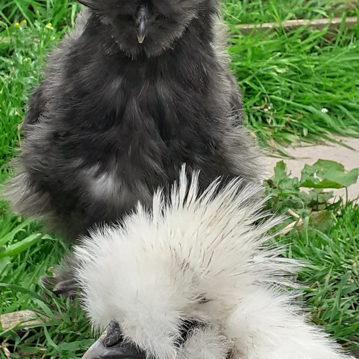 SpaceCymru's tweet photo. Bred gorgeous silkies this year, repainted silky decided to photobomb 🤣 #sliky #funnyanimals #animals #chicken #pets #poultry #photobomb #gorgeous #cute #cuteanimals https://t.co/hHTVJioGSG