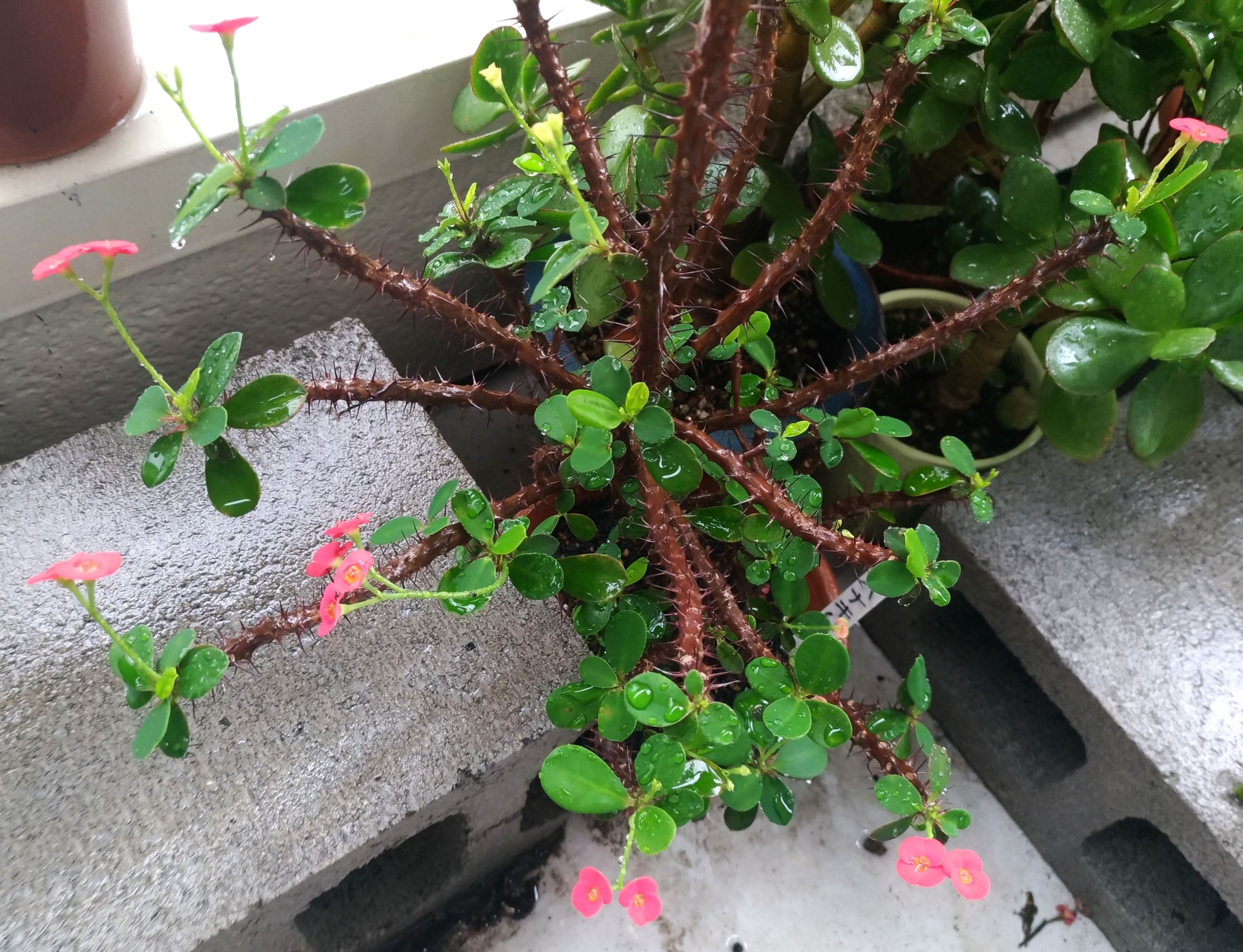 טוויטר こころんグリーン בטוויטר ハナキリンの赤い花が たくさん開いています 葉っぱも増えて とても良い状態です まだまだ 緑の葉っぱも数が多くなっていきそうです ハナキリン 赤い花 葉っぱ 初夏の花 初夏 園芸品種 多肉植物 園芸 ガーデニング