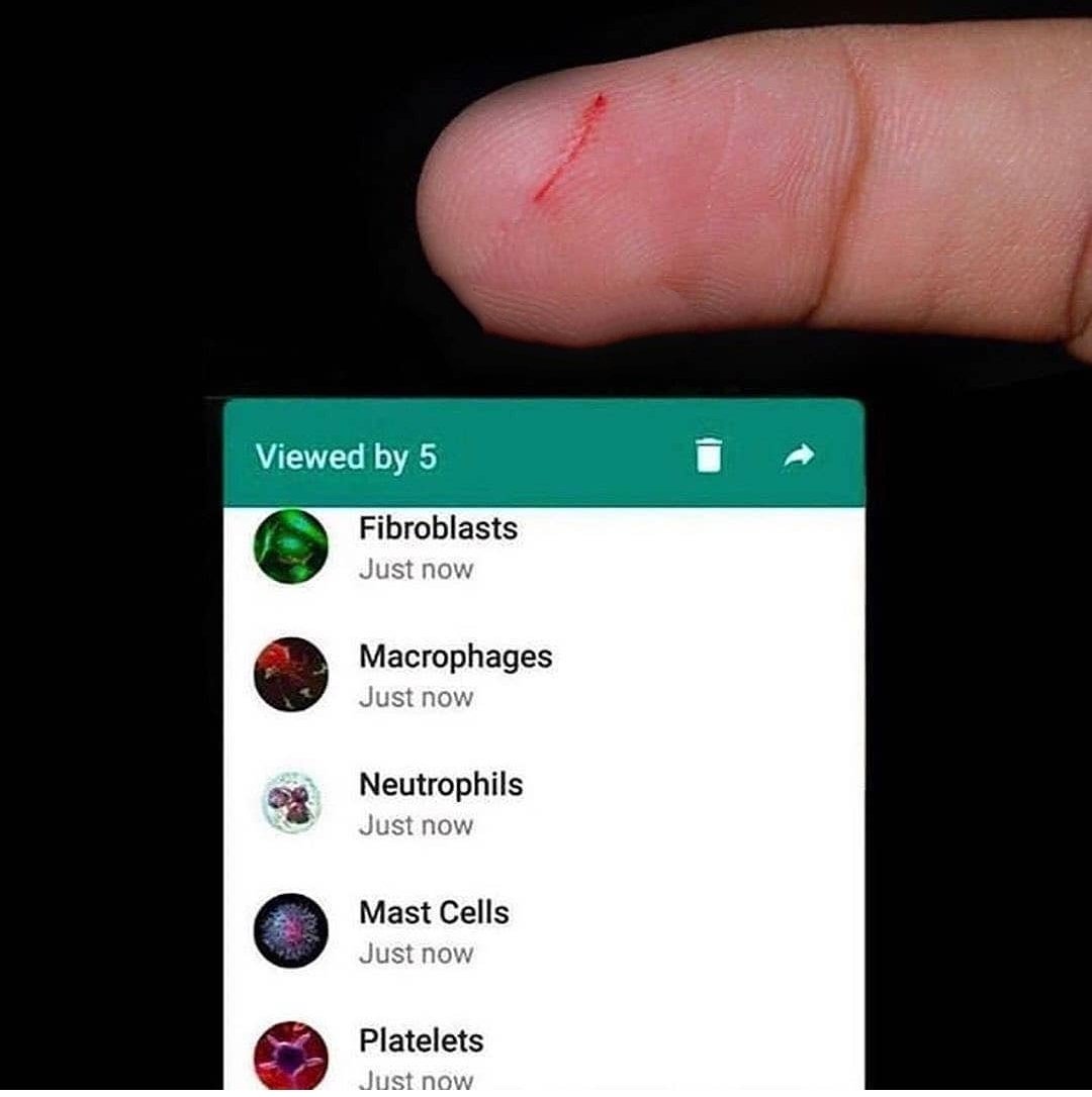 bio_geeks's tweet photo. WBC's helps to fight against the infection and begin to repair the wound! 
.
Follow @bio_geeks for more fun &amp; creative information posts! 
.
.
#biogeeks #biology #biotechnology  #science #sciencefiction #sciencememes #biologymemes  #biochemistrymemes #research  #wound #wbc #cells https://t.co/PsjyjvfyGR