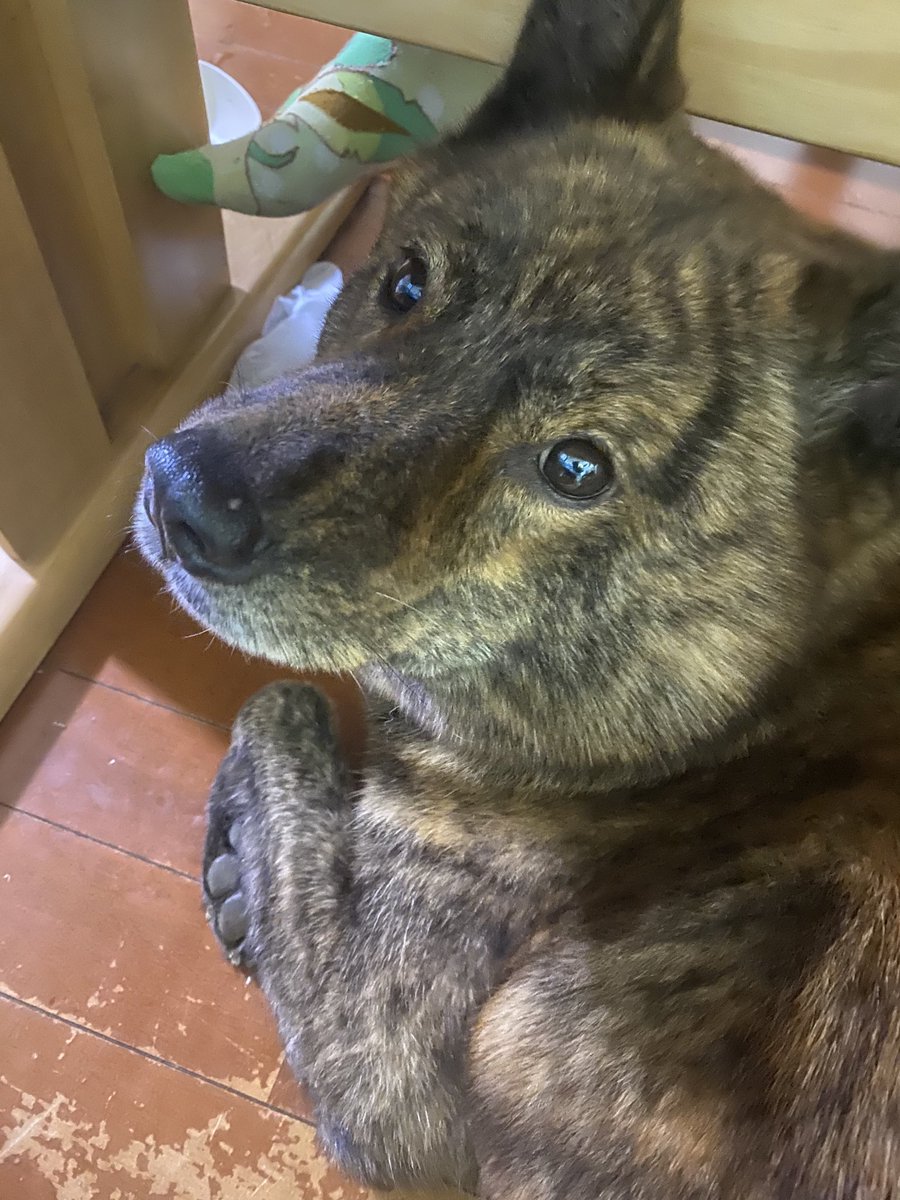 甲斐犬 龍馬 この間ホームセンターのペットショップで甲斐犬とジャックラッセルテリアのmixが売られていたらしいぜっ ペットショップにいるのはなんか複雑な気がするなっ