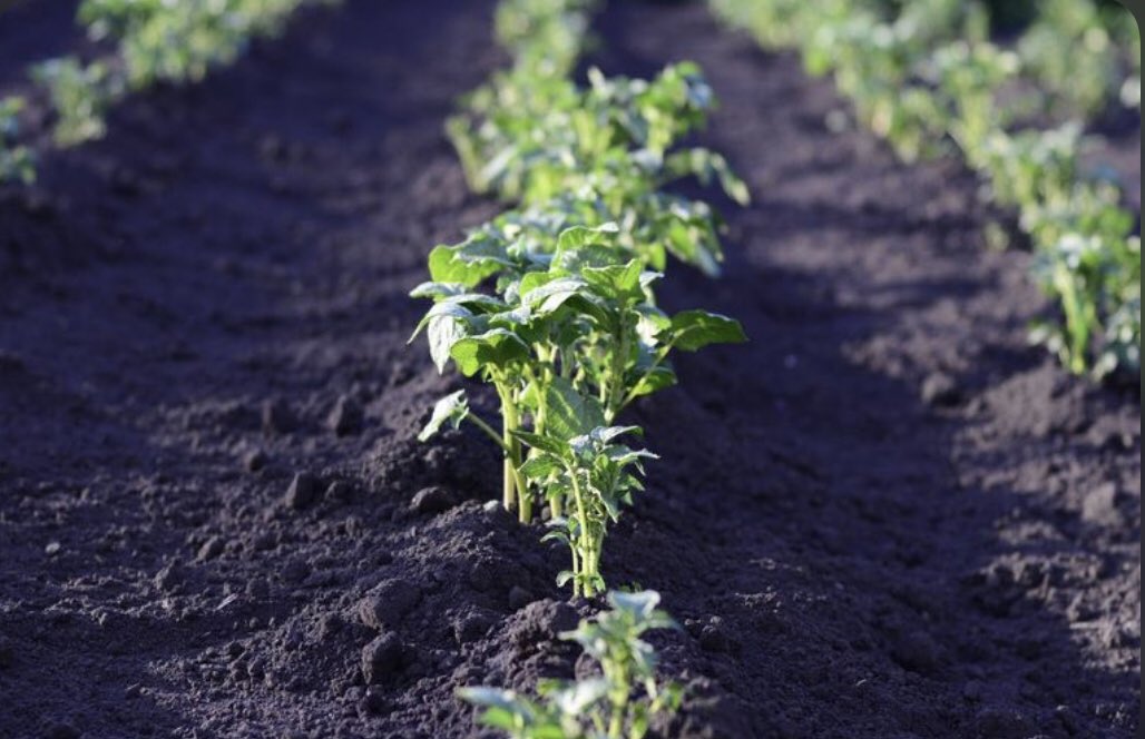 Hoy 7 de julio se celebra el Día de la Conservación del Suelo, el 95 por ciento de los alimentos que consume el ser humano viene de los suelos. El manejo sostenible de este recurso puede producir 58 por ciento más de alimentos que una producción agrícola deteriorante.