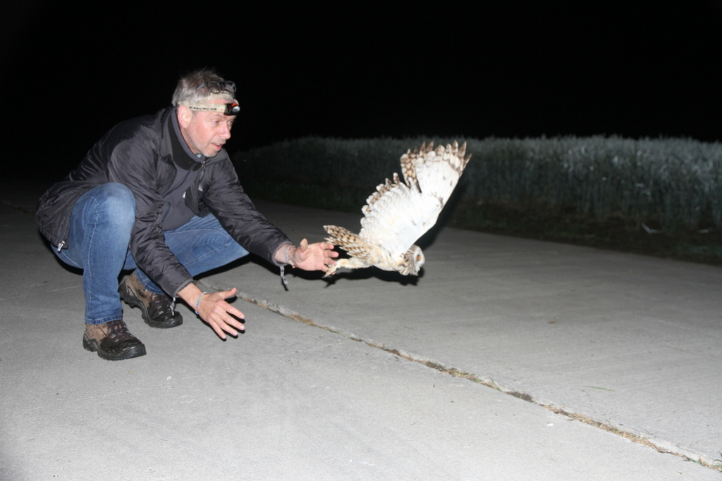 grauwekiek's tweet photo. De GPS-zender van velduil Hubert lag tussen de dikke braakballen onder een dennentak, het betekende het territorium van een oehoe en het einde voor onze velduil. De zender zelf was wonderbaarlijk onbeschadigd en kreeg een nieuw leven op een mooie 2e kj vrouw: ontmoet Bineke! https://t.co/fORH2IbUSv