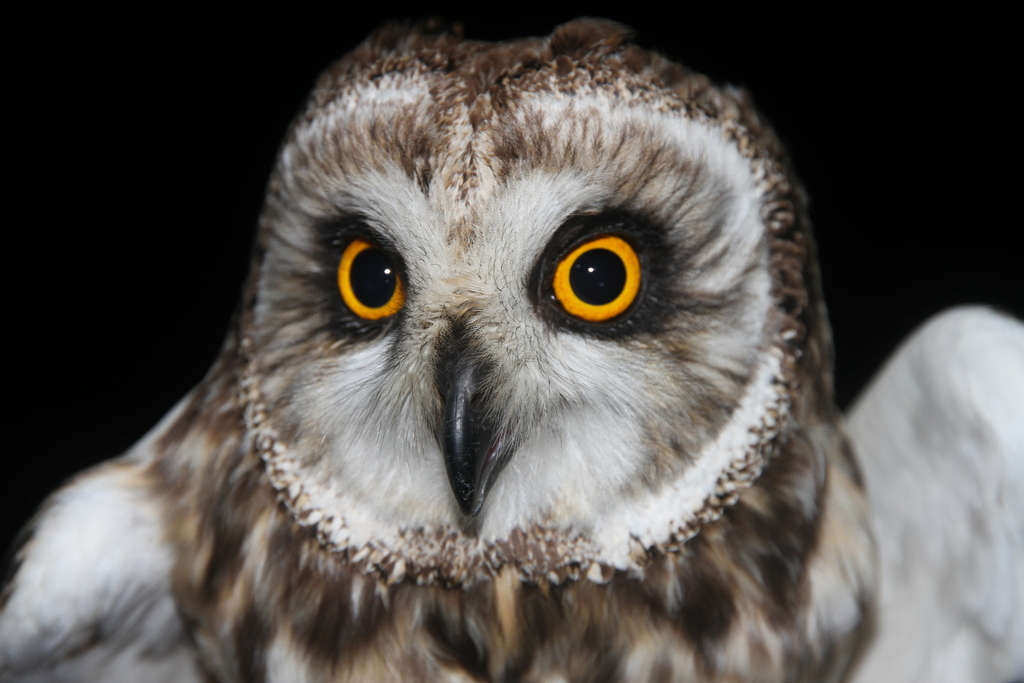 Ondertussen maakte ook velduil Romke contact. Hij deed een broedpoging in Rusland (ster, nestlocatie), 2600 km verwijderd van zijn nest in <a href="/provfryslan/">Provincie Fryslân</a> in 2019! Na een maand stationair vloog hij echter 100 km verder, helaas nog geen broedsucces voor hem. 

grauwekiekendief.nl/news_posts/vel…