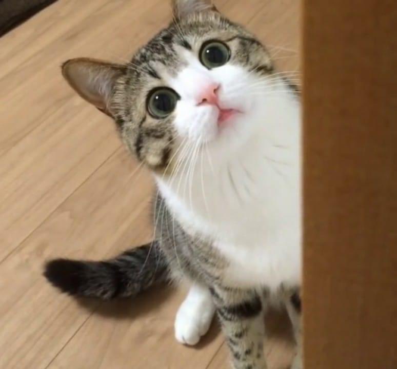 정재현 모에화봇 (@0214jh2) on Twitter photo 