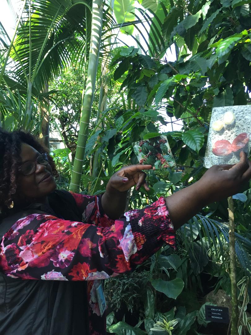 #BlackBotanistsWeek Day2. My favourite #PlantInteractions are between the baby-in-blanket orchid (Anguloa uniflora) and pollinators and; between coffee (Coffea arabica , Coffea abyssinica) and humans. That aha-moment I get to see on my audience's faces during tours is priceless!