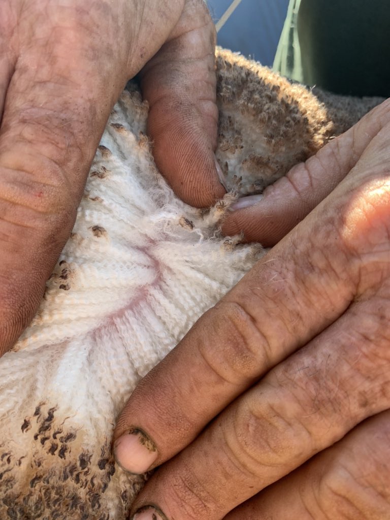AloeburnPoll's tweet photo. Aloeburn 190563... expect to see him in our sale team.
PWT 7.53
YWT 9.96
YCFW 17.1
Positive fat and muscle 
Actual micron 18.8
#morelambsmorewoolmoreoften https://t.co/1AM7AxWTbl