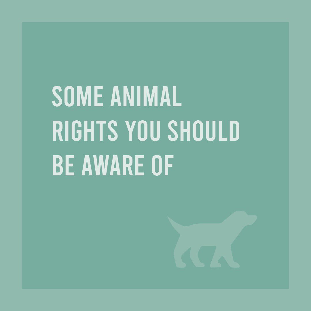 People For Animals India on Twitter: People For Animals India on Twitter: