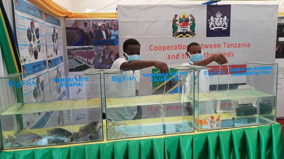 Big Fish demonstration farm and training center has a booth at the #Sabasaba International Trade Fair in Dar es Salaam in #Tanzania. Visit them if you can to learn more, if you can't then follow this LinkedIn post below:

linkedin.com/posts/menno-mo…

#foodtechafrica #larive #bigfish
