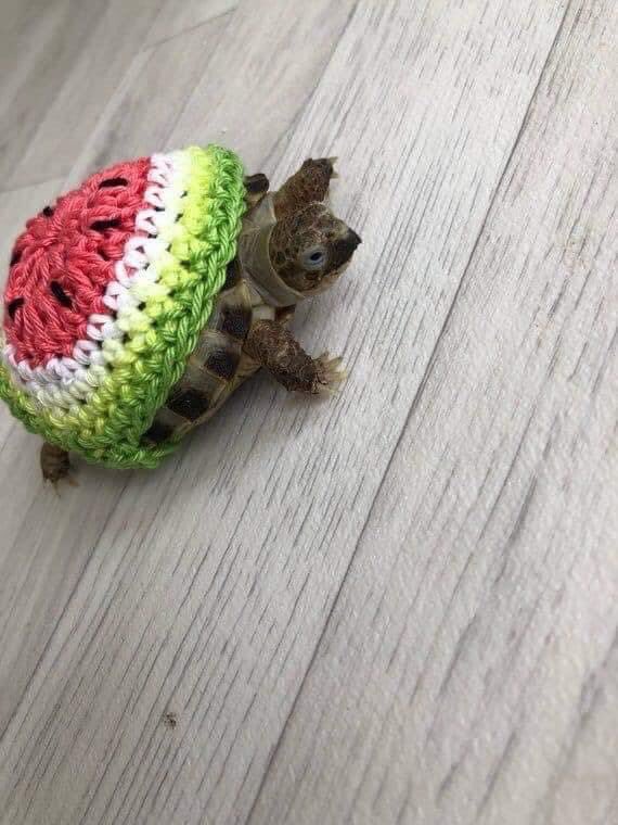 Julia's #STEAMing up Learning! tweet media