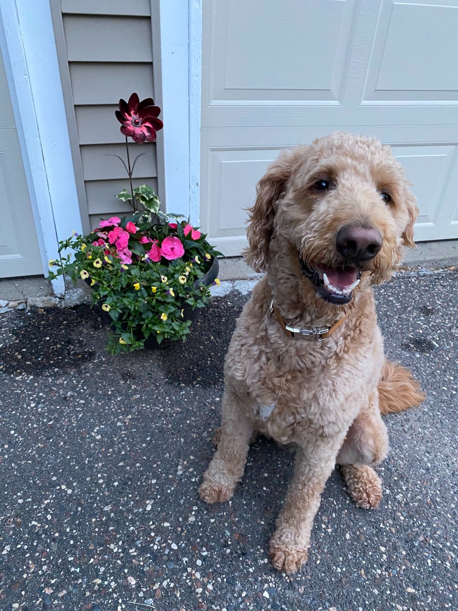 1/2 Team <a href="/fortalicellc/">Fortalice Solutions</a> is a pet-friendly co. We know our team does our best work with our pets around us. This is Libby, the wonder Goldendoodle. She is a good girl. While her owner is busy creatively designing new red team tactics, she likes to spend her time assisting him by...