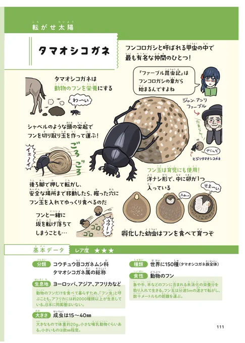 七夕といえばフンコロガシですね! タマオシコガネ(通称フンコロガシ)は昔から天体と結び付けられる「星の虫」ですが、なんと「天の川」を道しるべにする唯一の生物と言われています。『ふしぎな昆虫大研究』から図解をアップするので(天気はアレですが)各自ロマンチックな気分に浸ってください。 