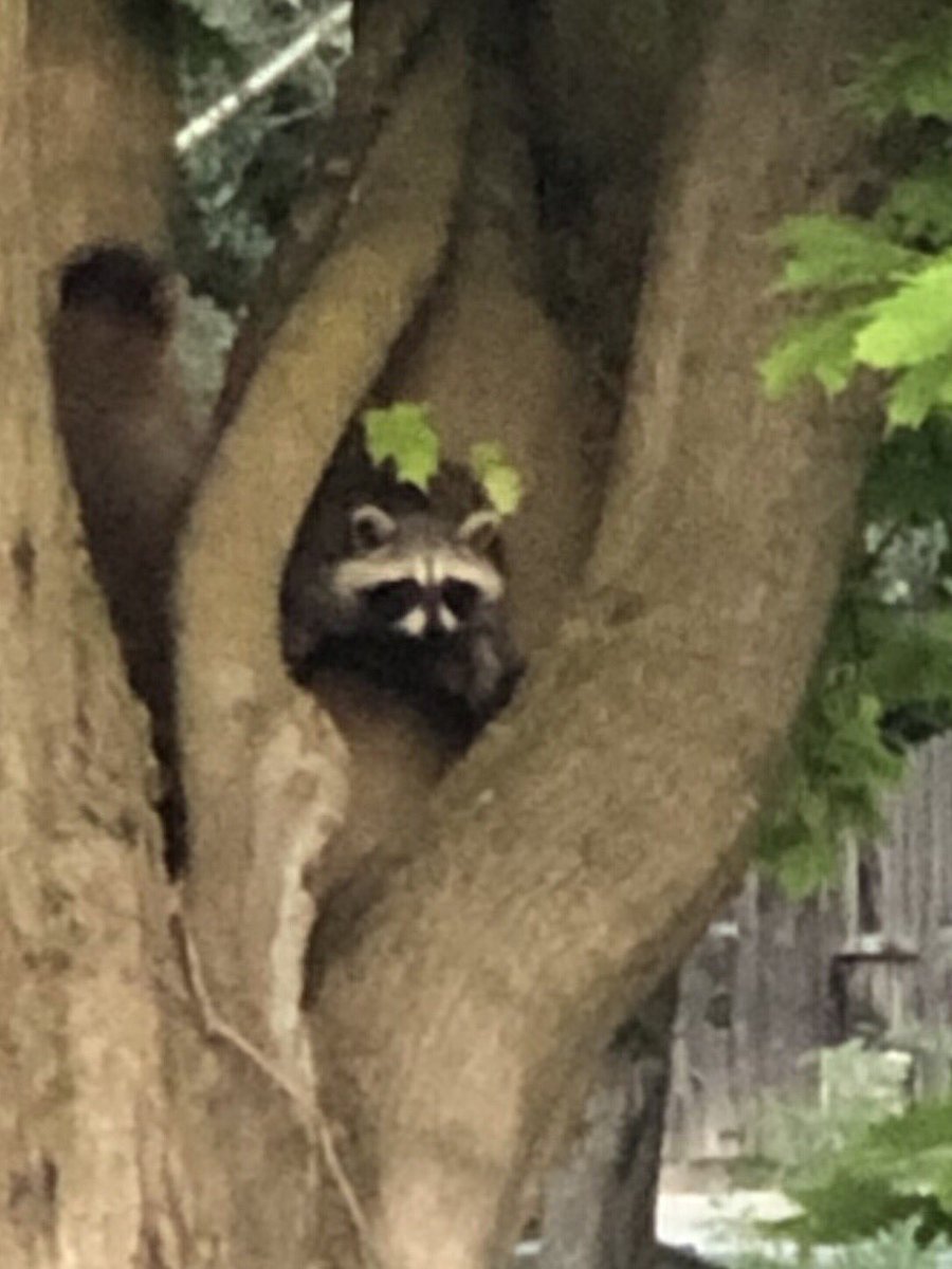 jeffrobertson73's tweet photo. I was being watched this morning... https://t.co/aPtPABbm4T