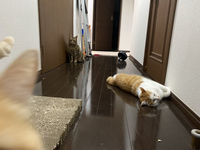 Mamiintyu あつし 猫 炎上 Mamiintyu あつし 猫 炎上