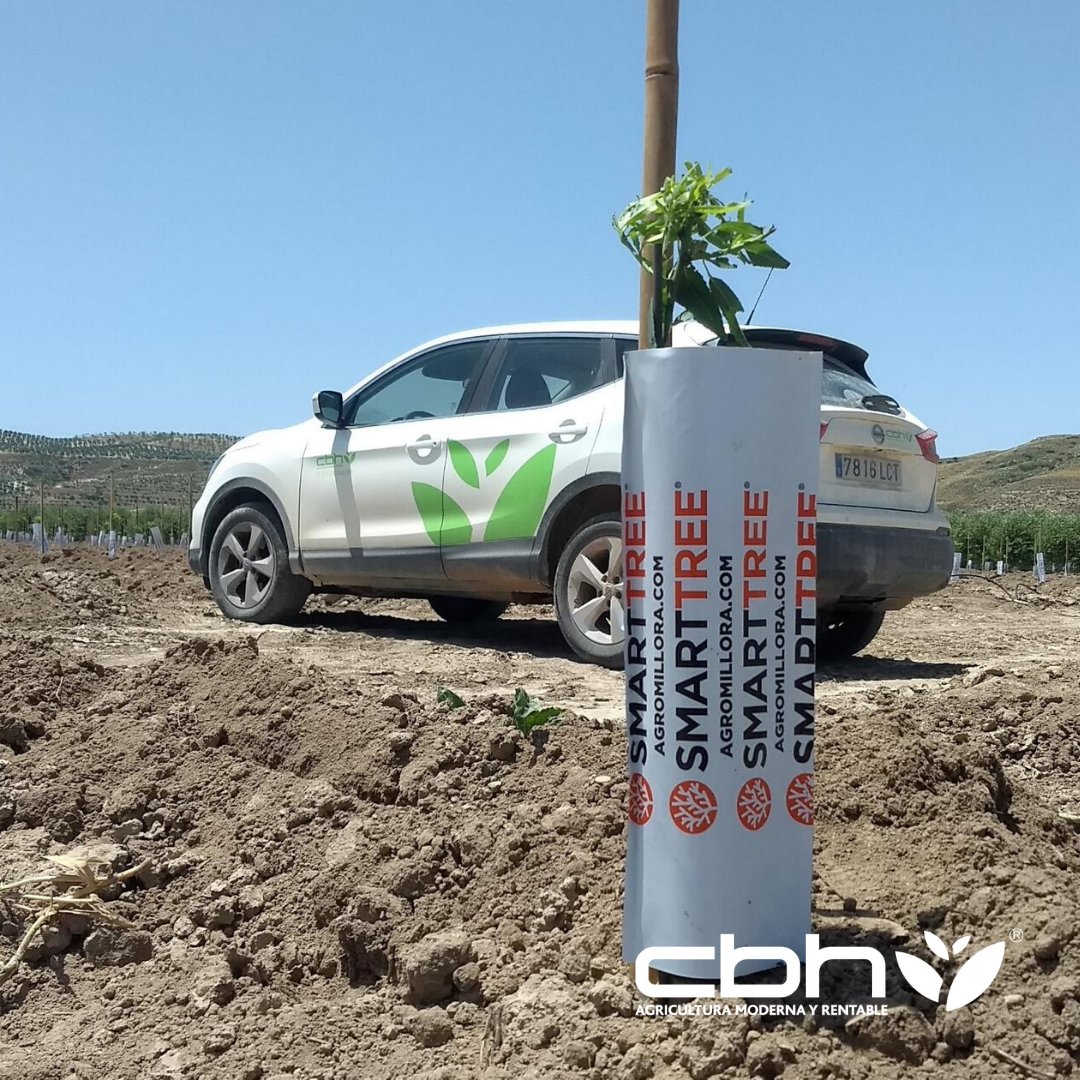 BalamNewProject's tweet photo. 🚜Nueva plantación
🌿Almendro superintensivo
🌳Marco 3,5x1,25
🌱#smartree de @agromilloragroup
#CBH #almendo #almendros #superintensivo #agricultor #agro https://t.co/uQnhBc62Vm