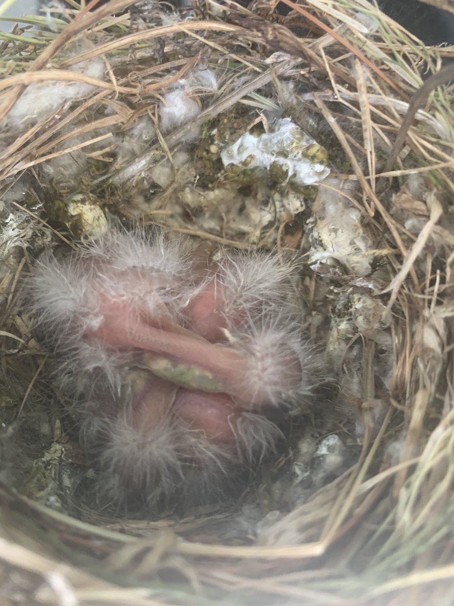 WESchools's tweet photo. Day #4. It looks like our 4th friend has arrived. Do you think so? It is hard to tell. #WEScience #WEStrong https://t.co/uqEexkz2E4