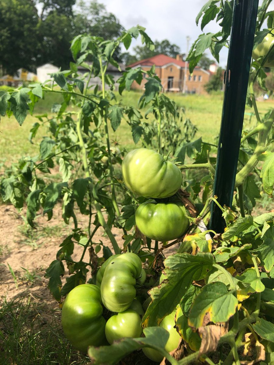 thirdstreetec's tweet photo. In a season of life when so many things are uncertain it’s comforting to know that God still makes things grow.
#greenvillenc #uptowngreenville #jesus https://t.co/PscWAaaZGl