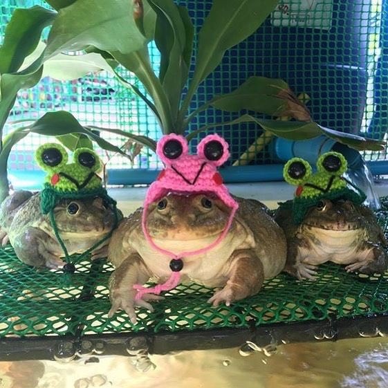 frogs wearing tiny hats, a thread: