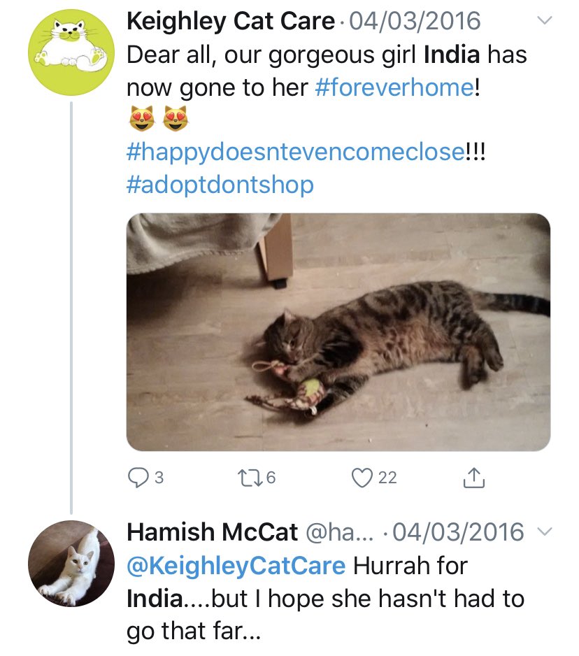 MillieMall's tweet photo. Spending #TabbyTuesday in quiet contemplation of dear furiend @hamish_mccat ๐ & happy times we shared. Hammy was first to concatulate me on my foreverhome, before I had my own Twitter account & before I was Millie! He & his mum also mobilised troops for PAWSOME #ProjectB2 ๐ https://t.co/EbfRkxs7cB