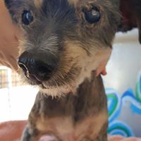 Donate here: bit.ly/2Z7vOZO

Proud of my daughter joining forces with Gasah Greek and Swiss Animal Help in Kos. These guys do an amazing job. They are currently looking to sterilise as many dogs and cats as possible and are looking for much needed funds.