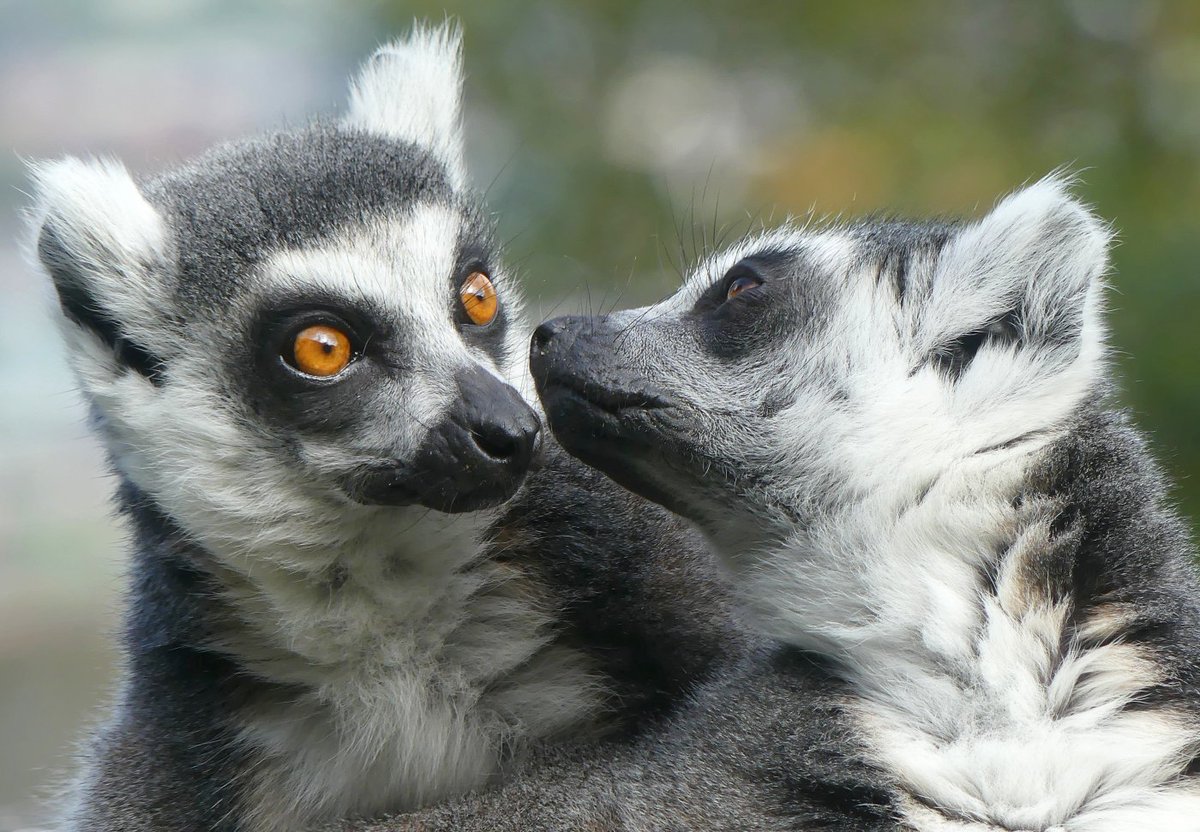 ⭐️ BOOKING UPDATE ⭐️

We are over the moon that so many people are excited about coming to see us!

We have implemented a new system in order to maintain social distancing and we appreciate your understanding while we deal with the high volume of queries. 
belfastzoo.co.uk/plan-your-day/…