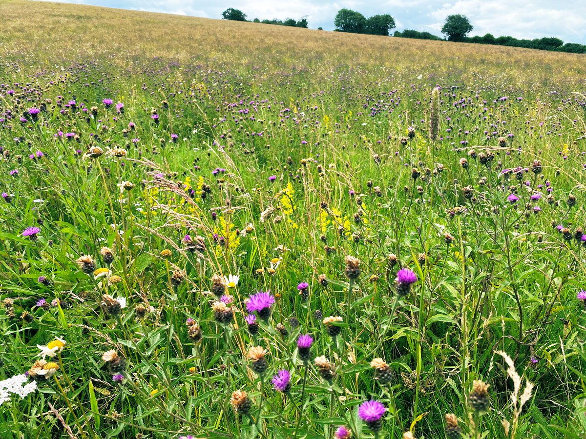 I know I’m a few days late but surely we can recognise our great meadows a few days after #NationalMeadowsDay This is a field which never grew a good cereal crop due to WW2 soil damage. Five yrs in to a meadow restoration it is a haven for biodiversity