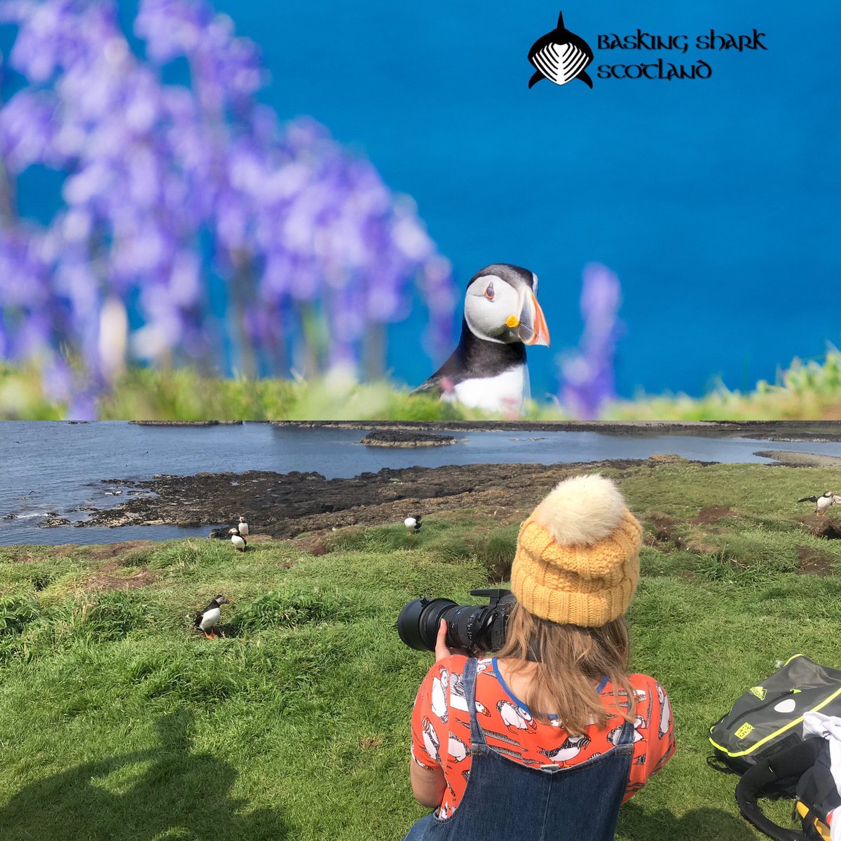 Tours starting this weekend. Saturday we have enough people to run so you can join us to #snorkel or go visit the #puffins. Sunday we can do either! Weather looking settled. Tour will start from #oban. Much smaller numbers on board with lots of outdoors space &amp; hygiene