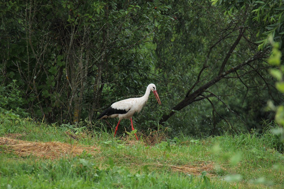 b01d's tweet image. Наблюдаю за местной фауной.