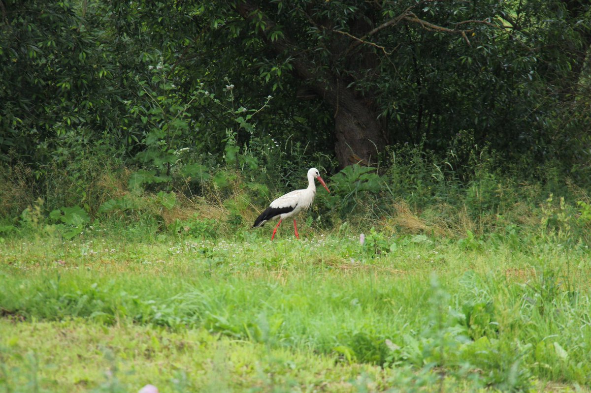 b01d's tweet image. Наблюдаю за местной фауной.