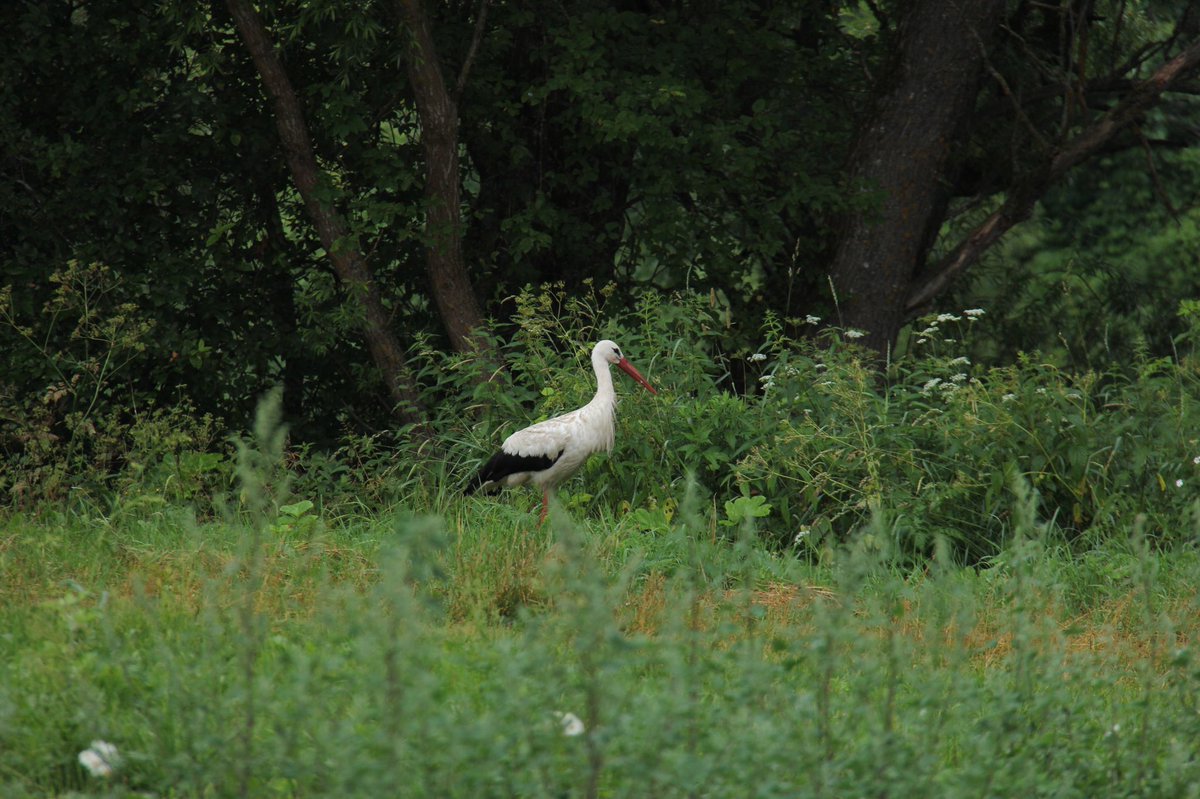 b01d's tweet image. Наблюдаю за местной фауной.