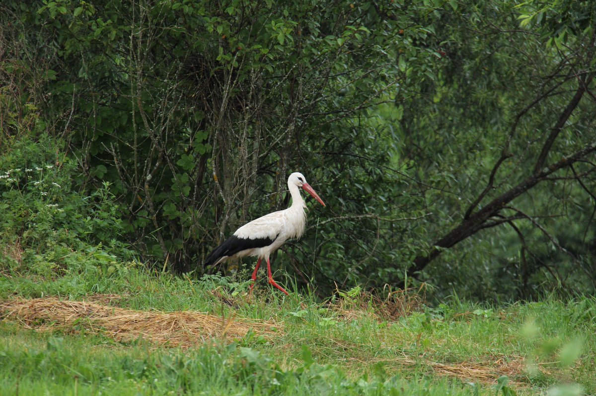 b01d's tweet image. Наблюдаю за местной фауной.