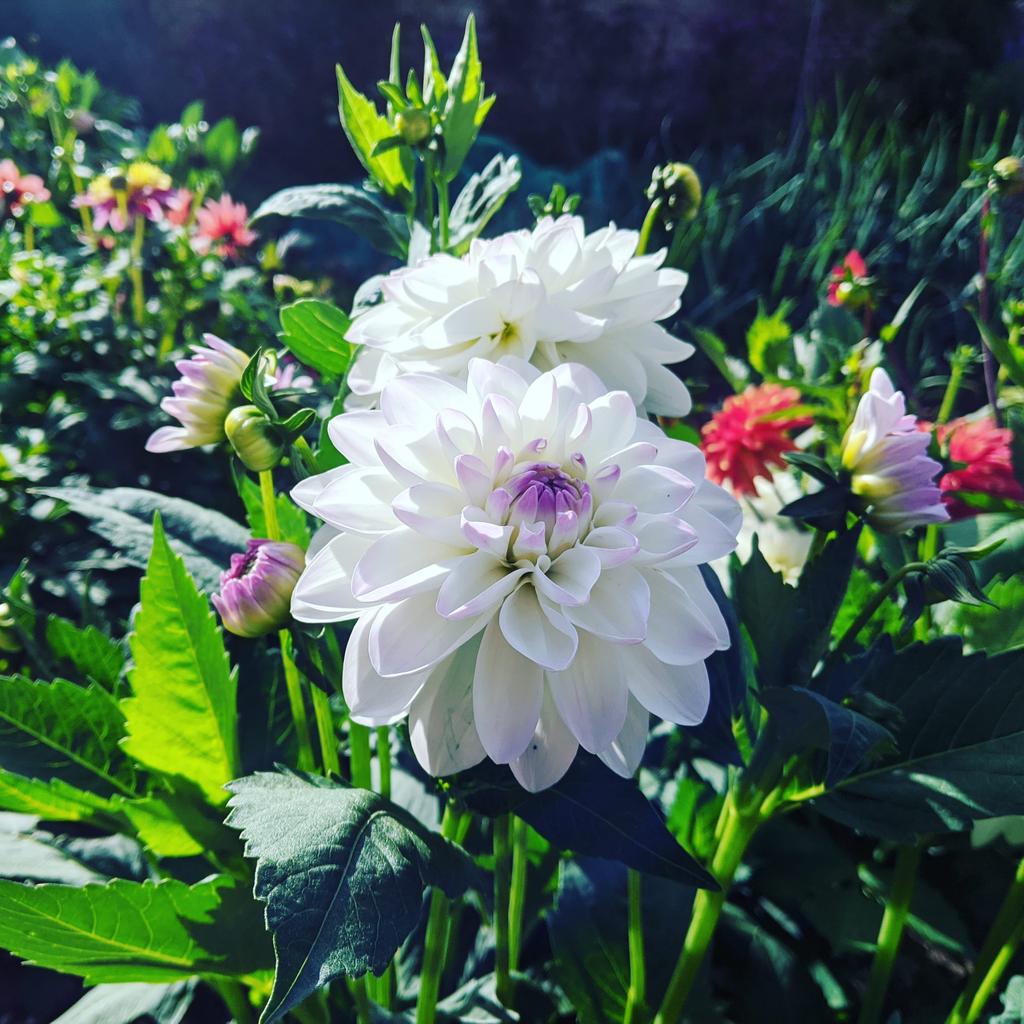 Dahlias all looking fab in the #cutflower #garden , #gardening #DahliaLove