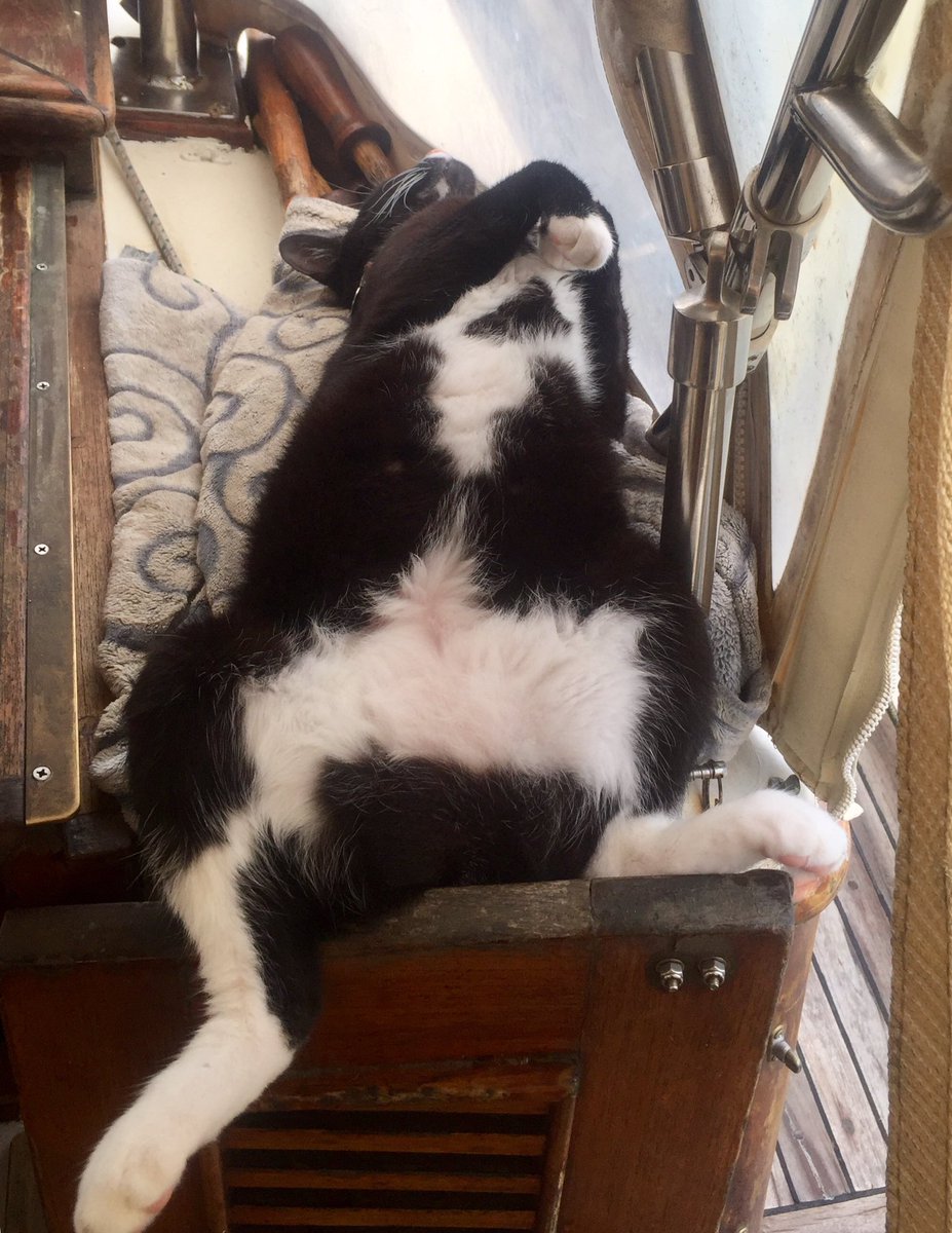 CompassroseC's tweet photo. My kitty is dead to the world this morning. I wonder what she was up to all night? https://t.co/eEZgPmyG6q