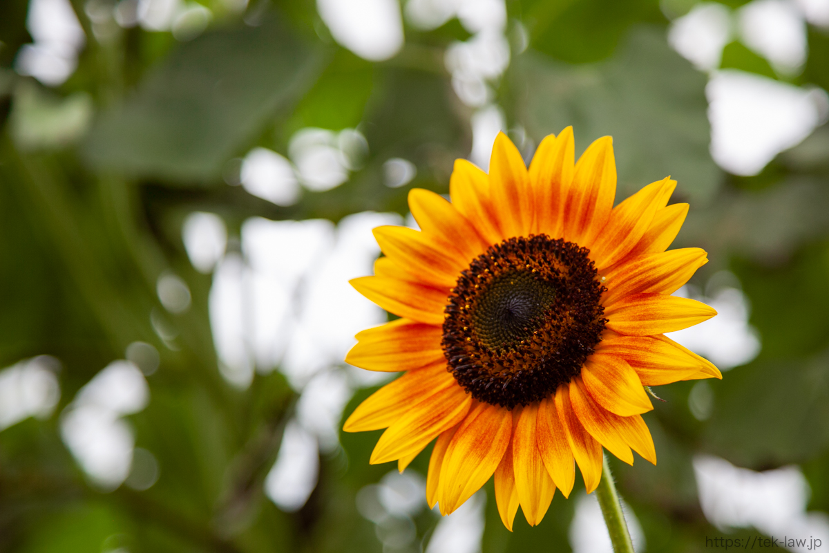 Takeshi Kaneko 種から育てた黄色いヒマワリも花を咲かせ始めました ヒマワリといえば暑い夏を彩る元気な花というイメージですが うっすら暗い曇りの日に咲くヒマワリも 黄色が映えて綺麗です 田舎暮らし ヒマワリ ガーデニング初心者