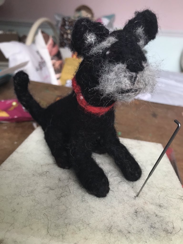 DawnDawnied's tweet photo. Little Nano the schnauzer 🐾❤️ https://t.co/ES4GIKxy8M