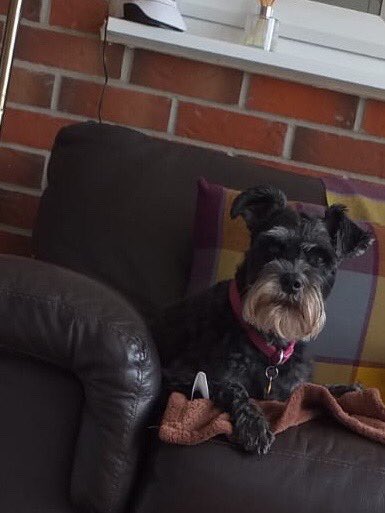 DawnDawnied's tweet photo. Little Nano the schnauzer 🐾❤️ https://t.co/ES4GIKxy8M