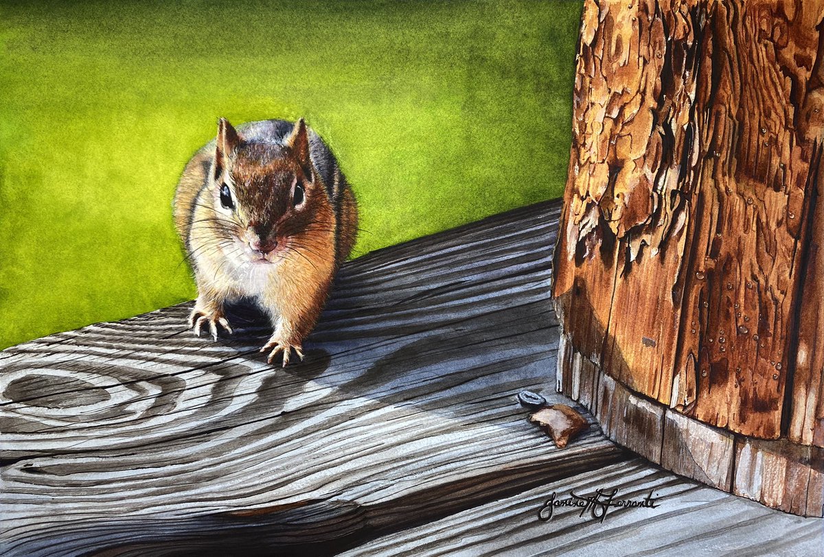 jmferranti's tweet photo. “Got Nuts?” 13x19 Watercolor on Fabriano Artistico. Reference photo was ten years ago. He was my breakfast mate. Every morning at 7am. https://t.co/pKKQiyeZ0t