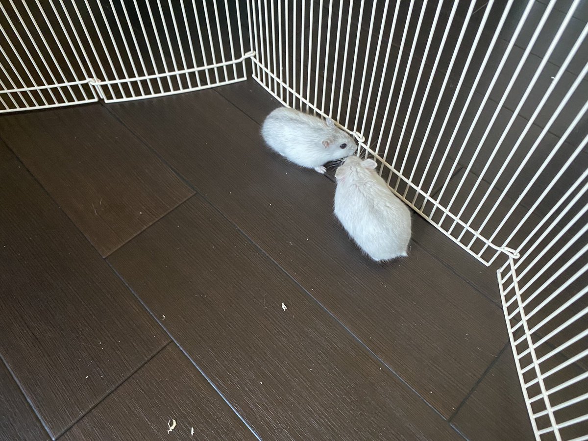 Ko_pa04's tweet photo. はじめて、パールとコハクがご対面🐹

パールはコハク��追いかけ、コハクは逃げるの攻防戦。

#ハムスター好きと繋がりたい #ハムスターのいる生活 #ジャンガリアンハムスター #ハムスター https://t.co/vViNC5EclN