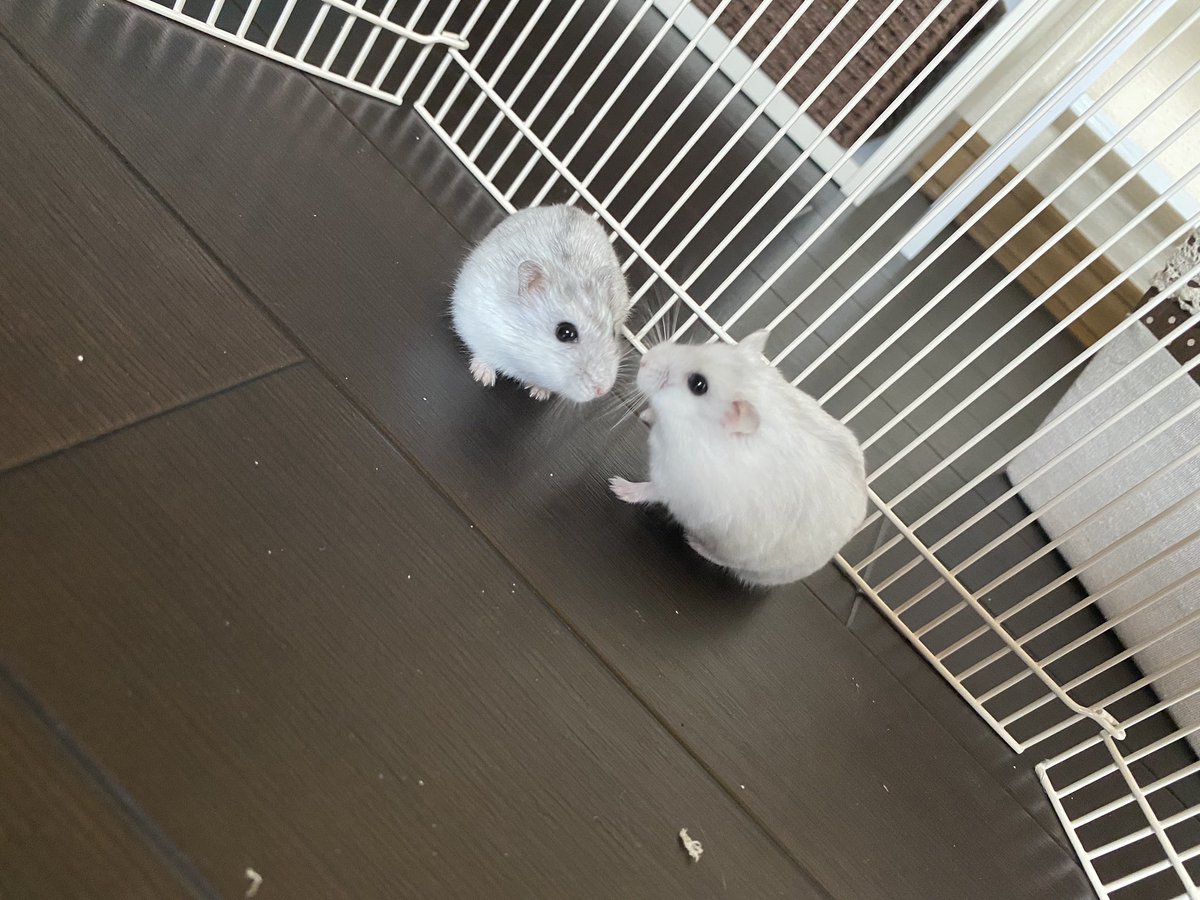 Ko_pa04's tweet photo. はじめて、パールとコハクがご対面🐹

パールはコハク��追いかけ、コハクは逃げるの攻防戦。

#ハムスター好きと繋がりたい #ハムスターのいる生活 #ジャンガリアンハムスター #ハムスター https://t.co/vViNC5EclN