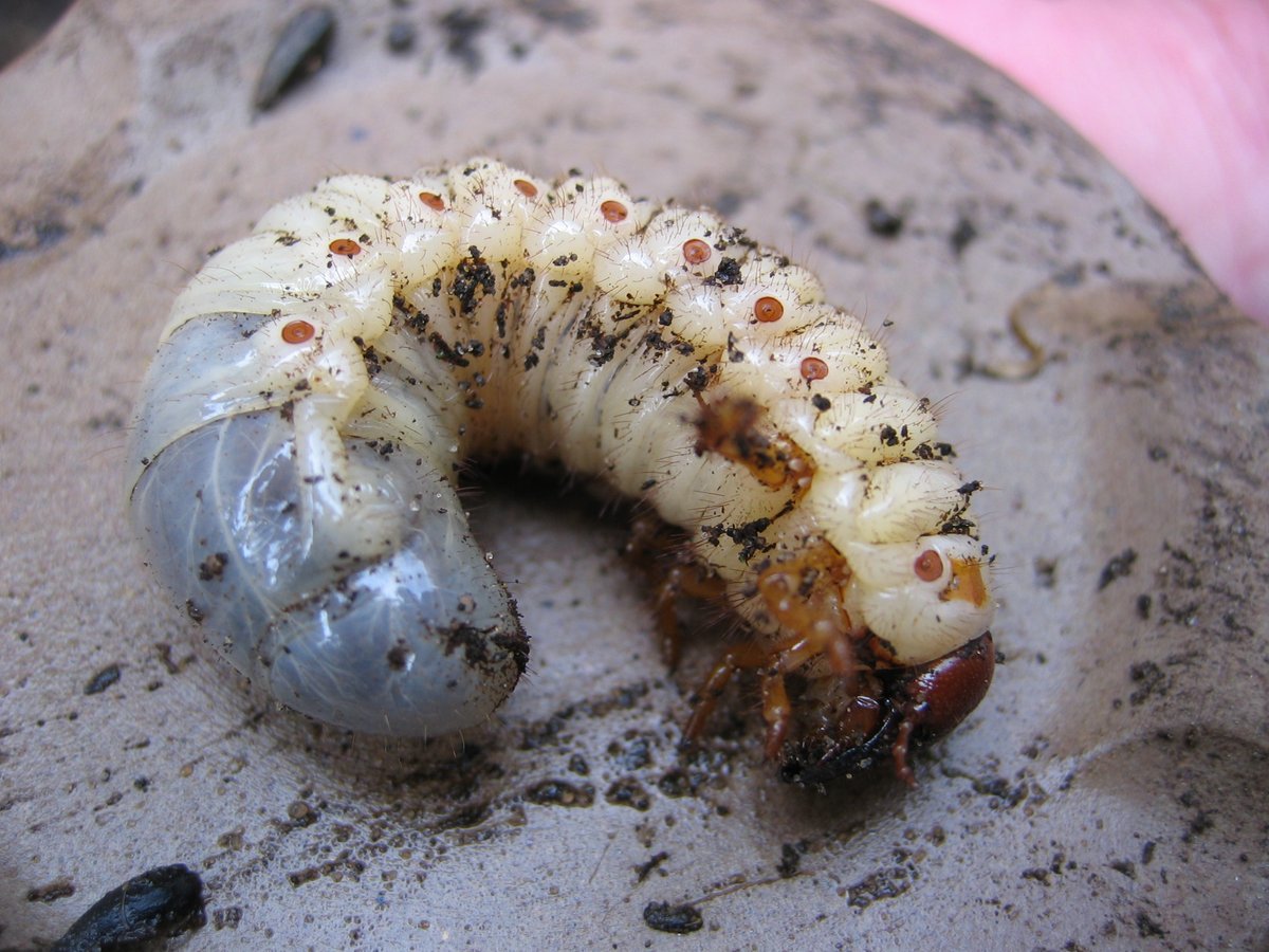 👽👽👽 Neen, dit is geen alien. Het is een engerling! Zijn favoriete eten zijn de wortels van jouw gras.
Gelukkig bestaan er natuurlijke middeltjes om jouw gazon te redden! Ontdek ze hier! bit.ly/3iD1IVs