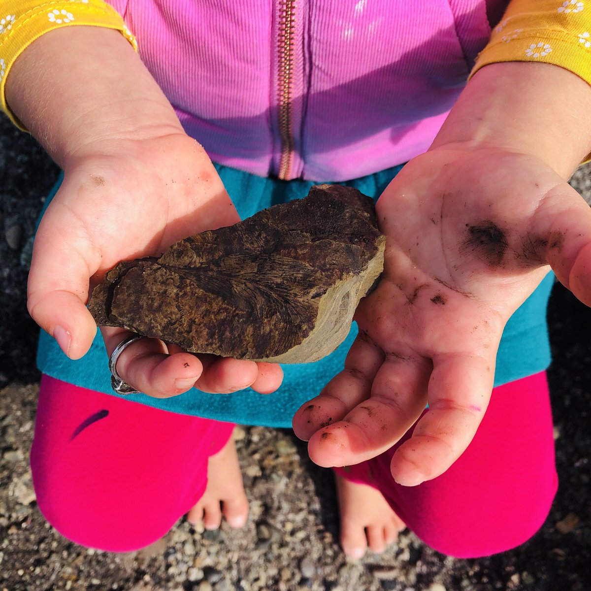 janegoldnbn's tweet photo. Young and old. #findingfossils #Dudley #lakemacquarie https://t.co/yA5vcWf7Nr