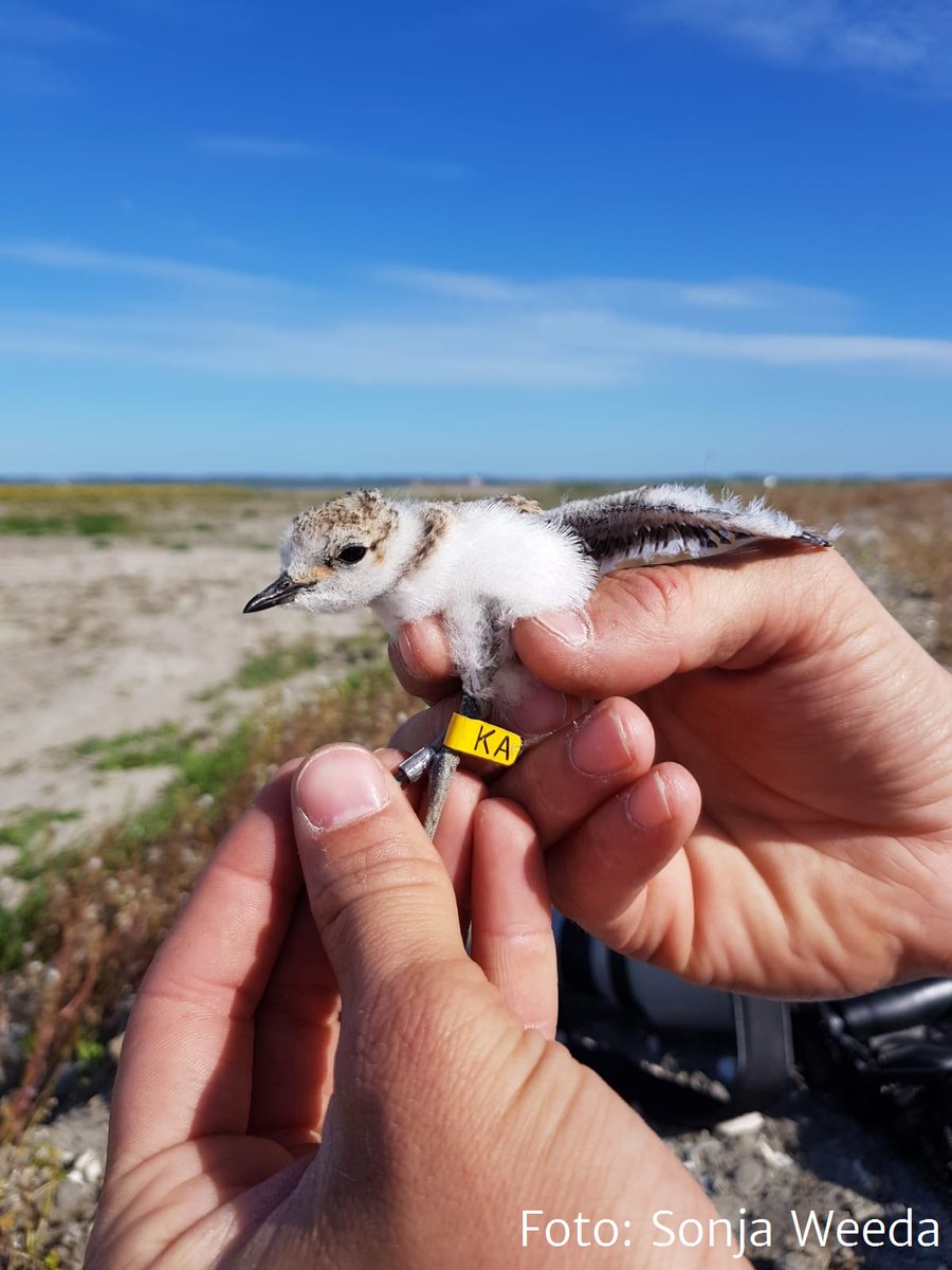 Pim trof op 3 juli deze juveniele #strandplevier op de Slikken van Flakkee. De strandplevier bleek op 28 mei te zijn geringd op de Marker Wadden door Lowland Ecology Network. De vogel vloog op zeer jonge leeftijd al een afstand van minimaal 130 kilometer!