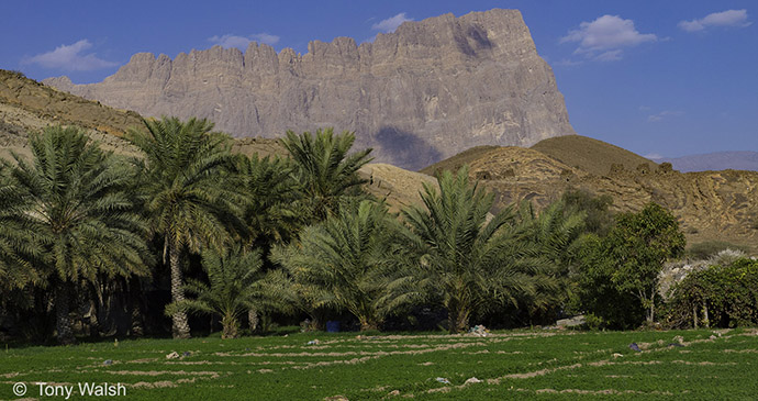 BradtGuides's tweet photo. A1: With trade routes dating back thousands of years, it’s no surprise that Oman has claimed 4 inscriptions on the UNESCO World Heritage List. You can’t help but be bowled over by each site’s striking architecture! https://t.co/ipkp8Qld73 #TRLT @TonyWalsh_me https://t.co/degBzTVLhB