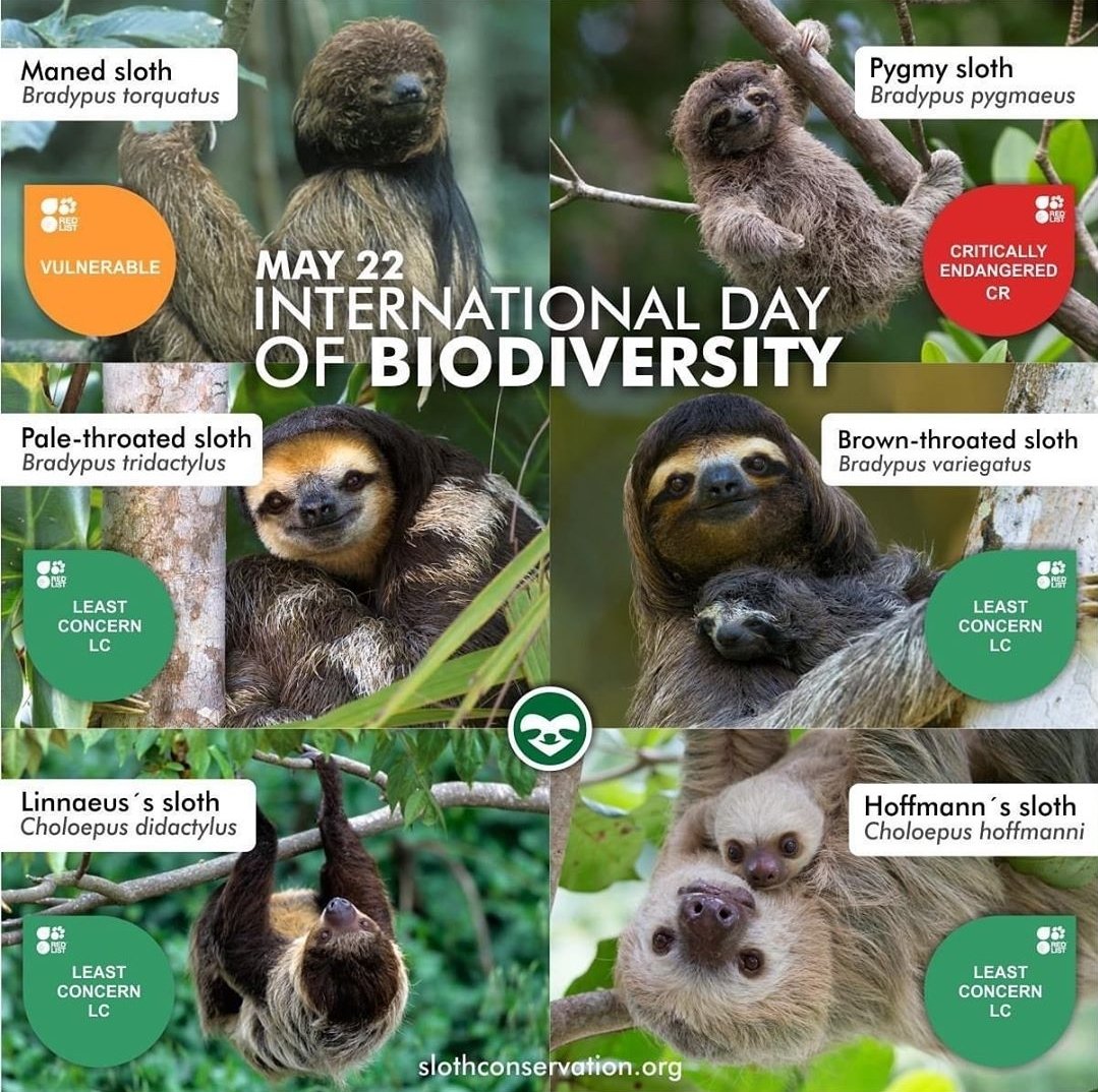 A thread about the different types of  #sloths. Not all sloths are the same. There are 6 species in total. 4 species of three-toed sloths and 2 species of two-toed sloths.