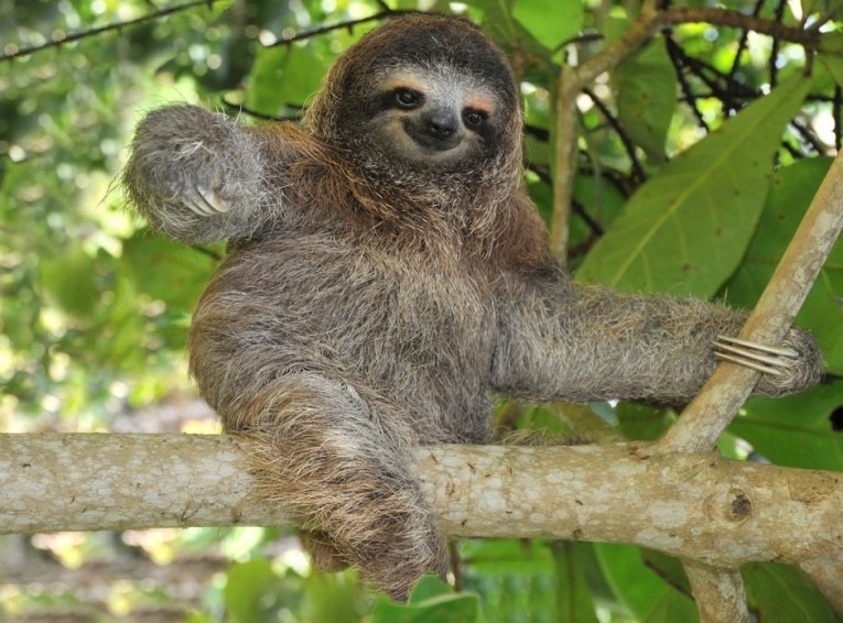 The brown-throated sloth (Bradypus variegatus) is the most common three-toed sloth. It is found in Central & South America.Commonly between 40-69cm, and can weigh as much as 6.5kg.